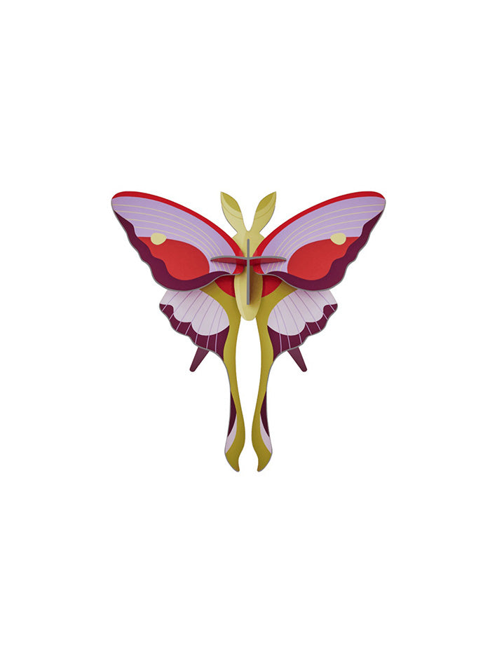 Small Insects - Lilac Comet Butterfly