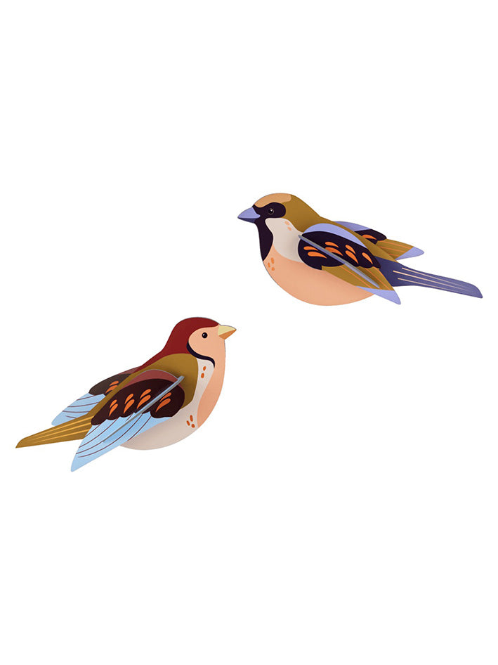 Garden Bird - Sparrows